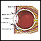 Anatomía del ojo