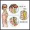 Anatomía de la columna vertebral