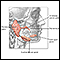 Head and neck glands