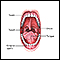 Anatomia oral