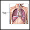 Cavidad pleural